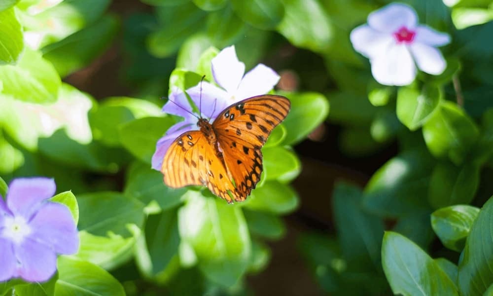 How to cope with ascension symptoms